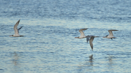 Canvas Print - Flock of seagull flying close to the water surface