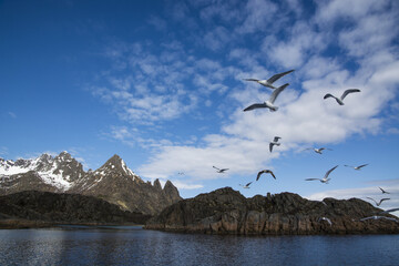 Sticker - Fjord landscape in Lofoten