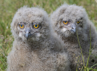 Sticker - Closeup shot of the two Siberian eagle owls settled in the field