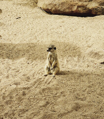 Poster - Closeup shot of a cute meerkat sitting on the sand