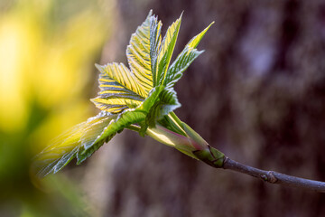 Canvas Print - Close-up shot of green raspberry leaves on a sunny day on blurred background