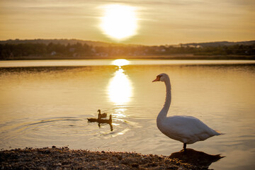 Poster - Beautiful portrait of a lonely white swan standing in the lakenear the shore at sunset