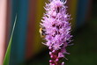 Liatris spikelet begins to bloom. Pink-purple flowers with long thin petals bloom next to each other. A yellow-black bumblebee sits on a flower and collects nectar.