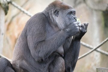 Wall Mural - Eating gorilla at the zoo