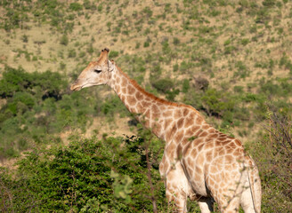 Sticker - Beautiful giraffe on a mountain valley