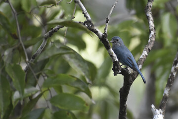 Wall Mural - Closeup shot of the blue Cuckoo shrike bird settled on the branch