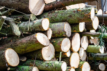 Poster - Closeup shot of the multiple pieces of logged trees