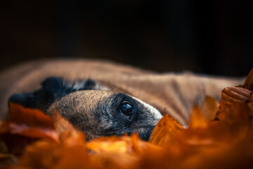 Wall Mural - Cute dog lying on the autumn leaves