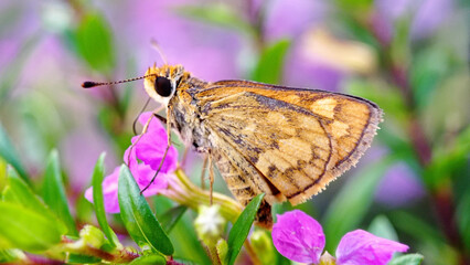 Canvas Print - Macro shot of a brown butterfly on a purple flower in a garden