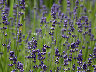 Sticker - Beautiful view of the blossoming purple, lavender flowers in the field