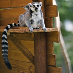 Sticker - Beautiful shot of ring-tailed lemurs in a zoo