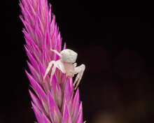 Close-up Shot Of A White Crab Spider On A Pink Spike Flower.