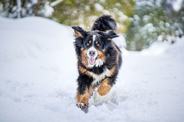 Wall Mural - Shallow focus shot of running Bernese Mountain Dog