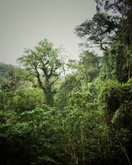 Sticker - Mau Forest in the Rift Valley of Kenya