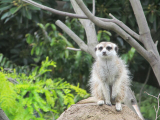 Sticker - Closeup of a Meerkat in a forest