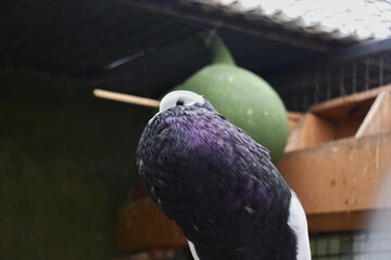 Poster - Closeup portrait of a rock dove perched on a branch of a tree on a wooden background