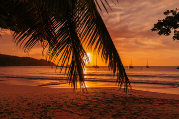 Wall Mural - Silhouette of palm tree leaves on an idyllic tropical sandy beach on the sunset