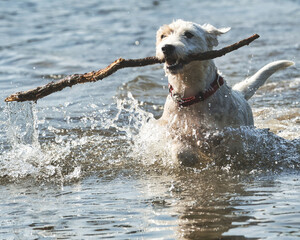 Wall Mural - Beautiful shot of a white dog playing with a stick in a sea