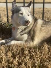 Poster - Closeup shot of a Siberian Husky on a dried grass