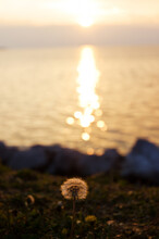 Beautiful Dandelion Flower Against Orange Sunset Sky With Bokeh Close Up. Natural And Abstract Backgrounds. Adriatic Seaside.