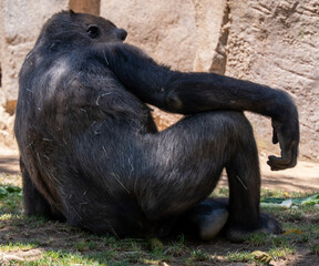 Sticker - Back view of a gorilla lying on the ground at San Diego Zoo on a sunny day