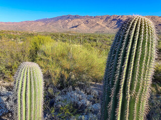 Sticker - Close-up shot of cactuses at Saguaro National Park on a sunny day