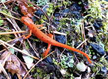 Close-up Top View Of An Eastern Newt, Red Spotted Newt In Its Natural Habitat