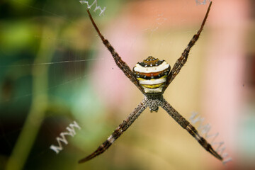 A colorful spider in a spider web making some unique design in the web