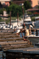 Sticker - Vertical shot of some birds near a sea during the day