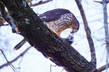 Poster - Closeup portrait of a lonely brown hawk perched on a bare branch of a tree