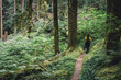 Hiker on a trail through a moss covered temperate rainforest