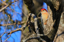 Closeup Shot Of A Red-bellied Woodpecker Perching On A Tree Branch
