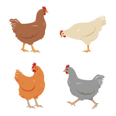 Poster - Set of Chicken birds in different poses isolated on white background. Brown, gray, red and white pens poultry icons. Vector flat or cartoon illustration.