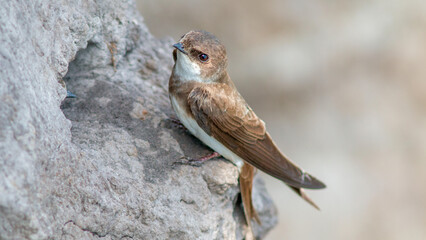 Wall Mural - Selective focus of the brown bank swallow bird perching on the rock