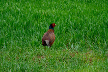 European Male Pheasant In Green Grass
