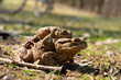 Male toad mounted on a female for mating