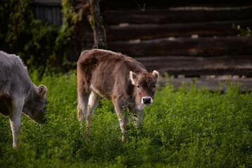 Sticker - Cute calves in a rural meadow