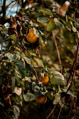 Canvas Print - Quince fruits on the tree