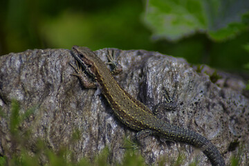 Wall Mural - Closeup shot of a small lizard crawling on a rock