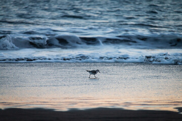 Sticker - Closeup of a seagull on a sandy beach