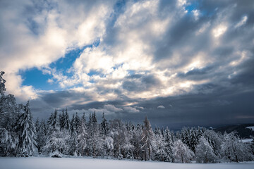 Wall Mural - Beautiful view of trees covered in snow