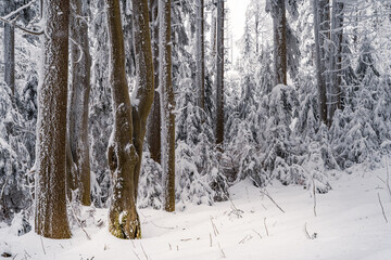 Wall Mural - Beautiful winter landscape of a Bavarian forest covered in snow