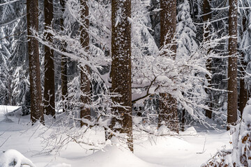 Sticker - Beautiful winter landscape of a Bavarian forest covered in snow