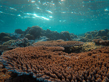 Underwater Scenery With Tropical Orange Reefs
