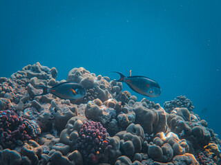 Poster - Colorful underwater seascape with blue clear water corals and exotic fishes