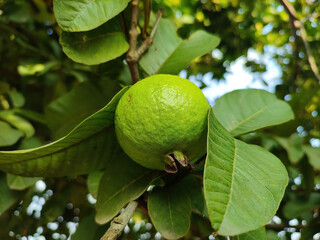 Closeup shot of growing common guava on a tree