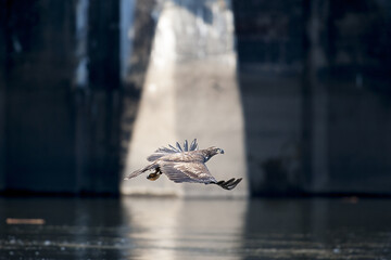 Canvas Print - Closeup shot of a Juvenile eagle flying over the water looking for a prey