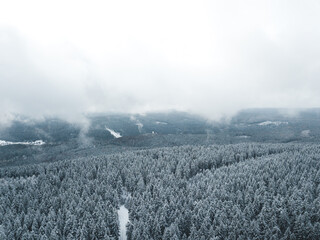 Canvas Print - Snowy forest in winter