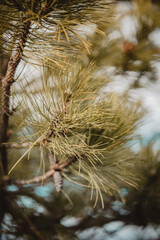Closeup shot of the branches of a Christmas tree