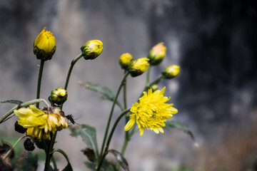 Wall Mural - photo of chandramallika flower buds in a garden